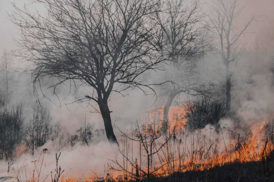 カナダのCO2排出量が観測史上最高に　山火事の影響