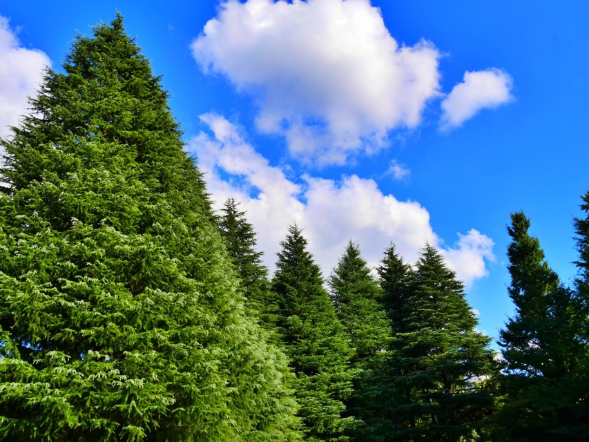 アストラゼネカ、2030年までに2億本の植樹を目指し4億ドルを投資