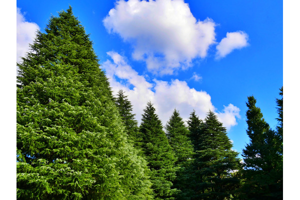 アストラゼネカ、2030年までに2億本の植樹を目指し4億ドルを投資 画像